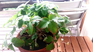 鉢植えワイルドストロベリー.jpg